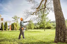 How Our Tree Care Process Works  in  Erin, TN