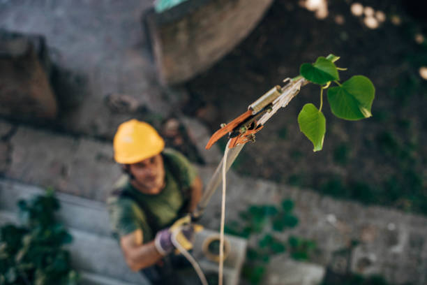 Trusted Erin, TN Tree Removal Experts